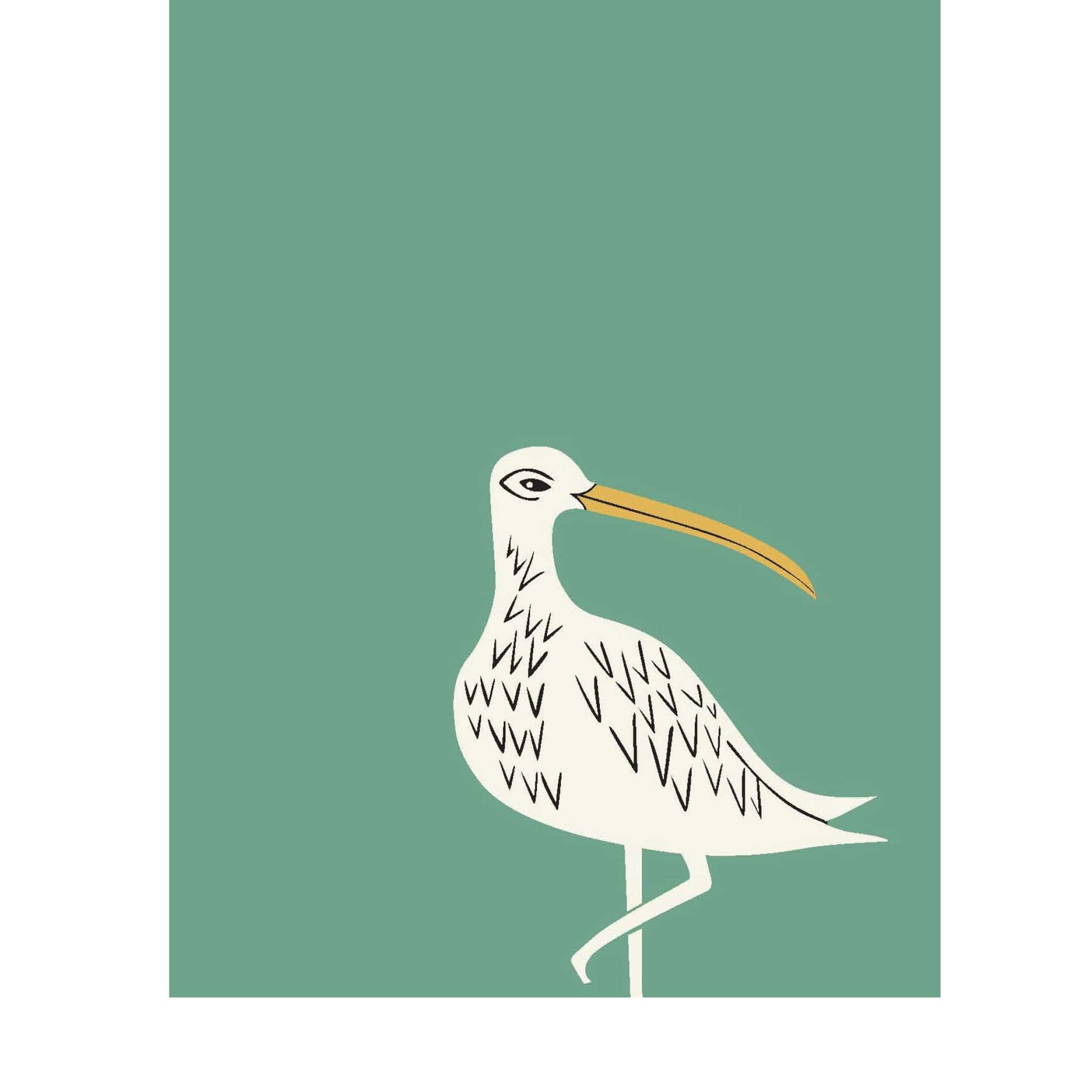 curlew notebook